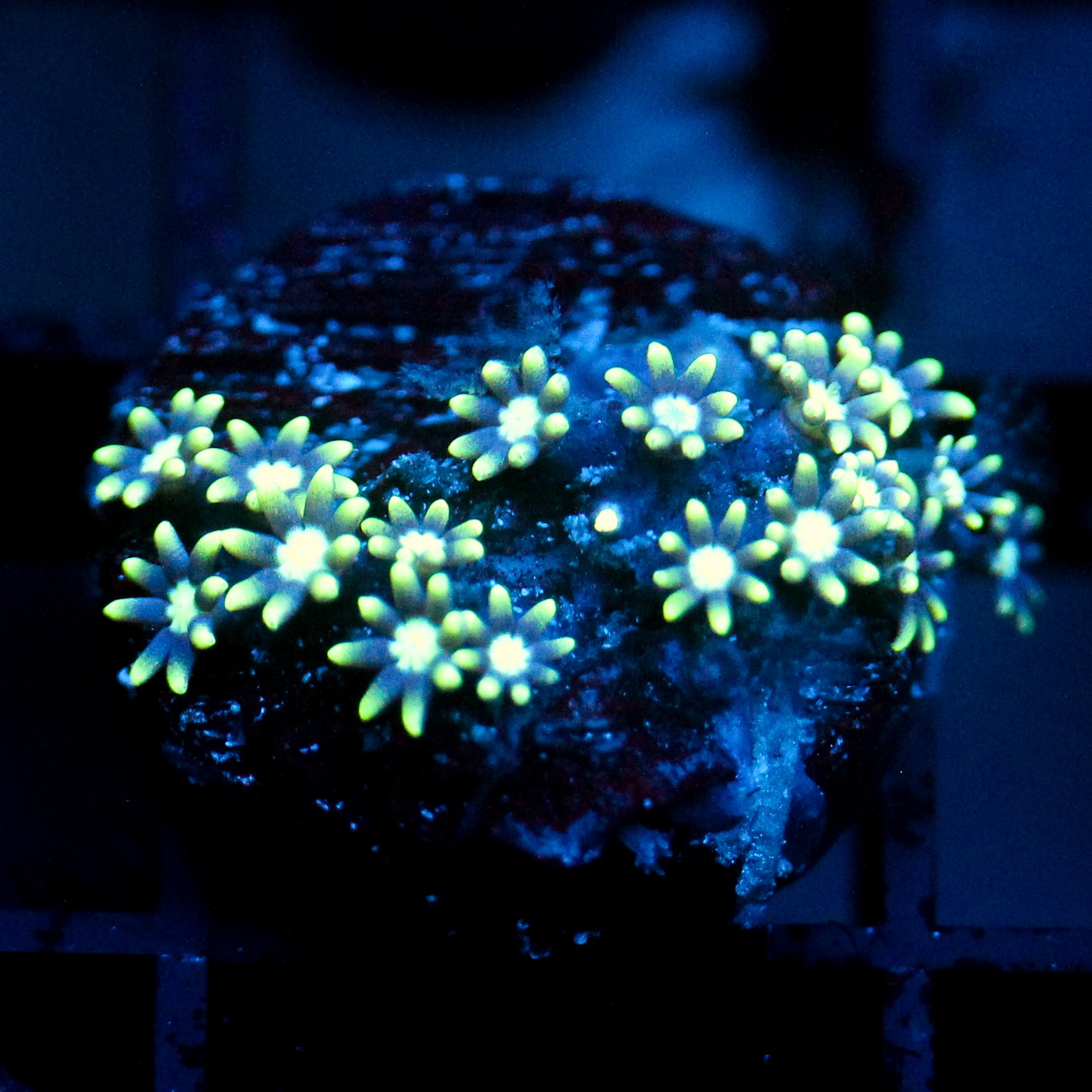 JC Star Polyp GSP
