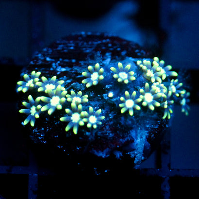 JC Star Polyp GSP