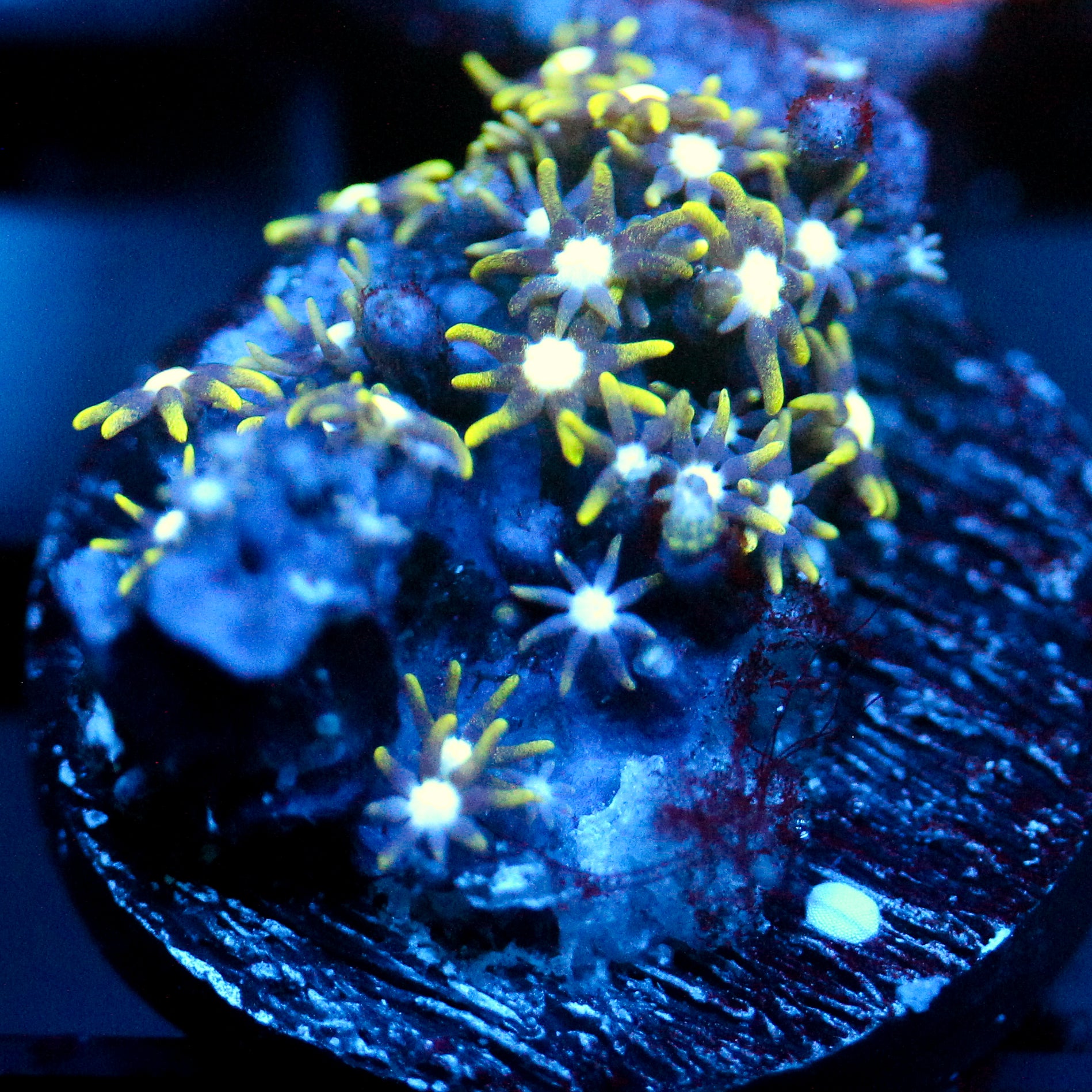JC Ghoul Polyp GSP
