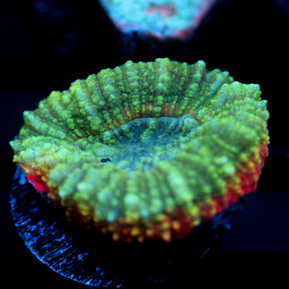 JC Watermelon Sugar Lobo Frag