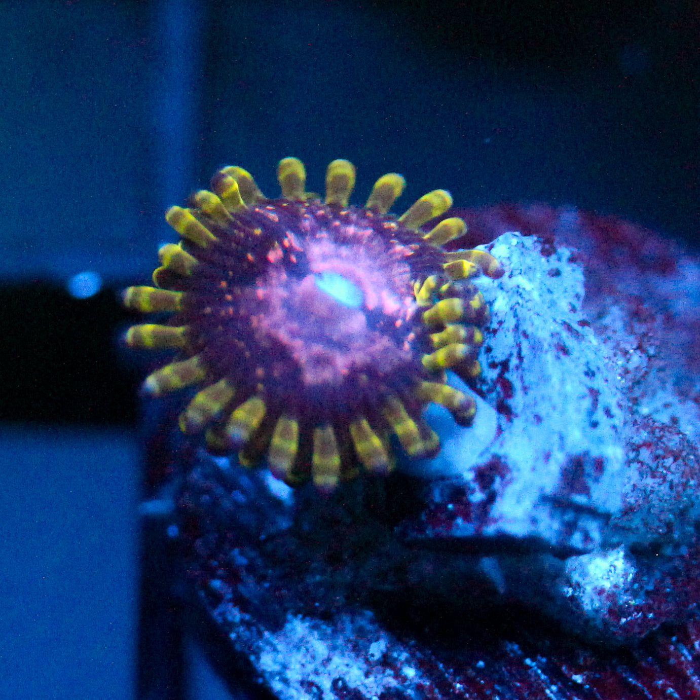 JC Purple Monster Zoanthid