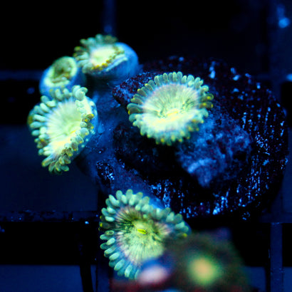 JC Hawaiian Ding Dang Zoanthid