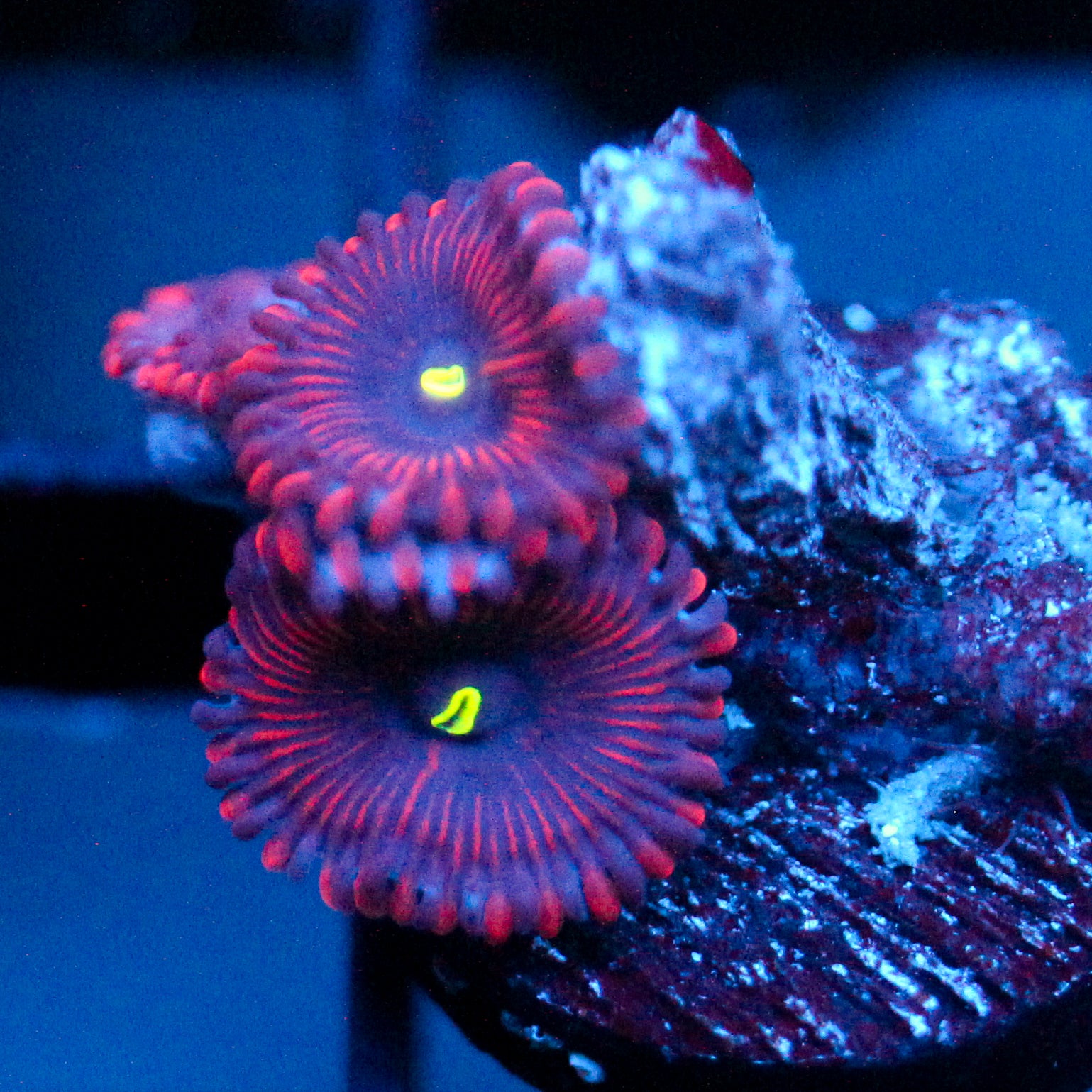 JC Purple People Eater Zoanthid
