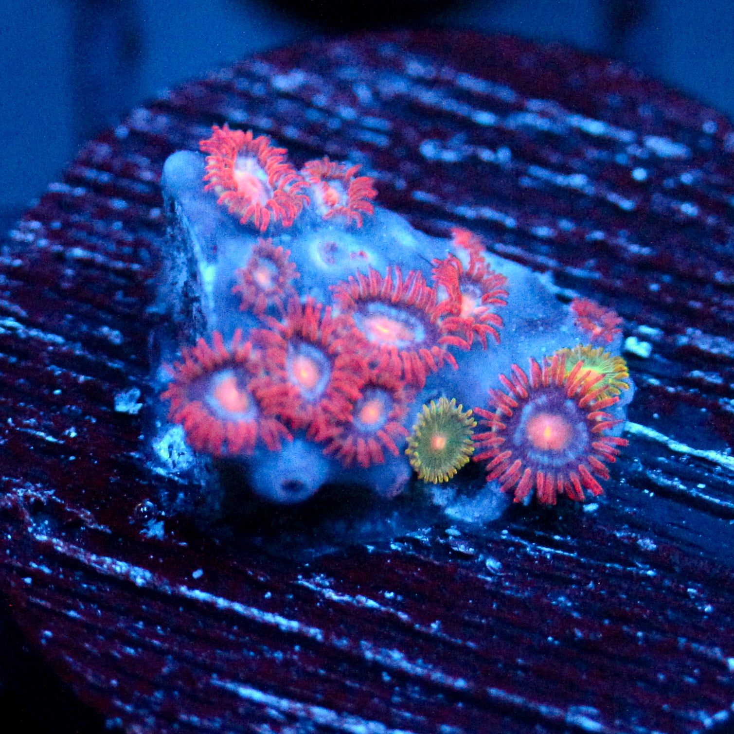 JC Peach Blaze Zoanthid