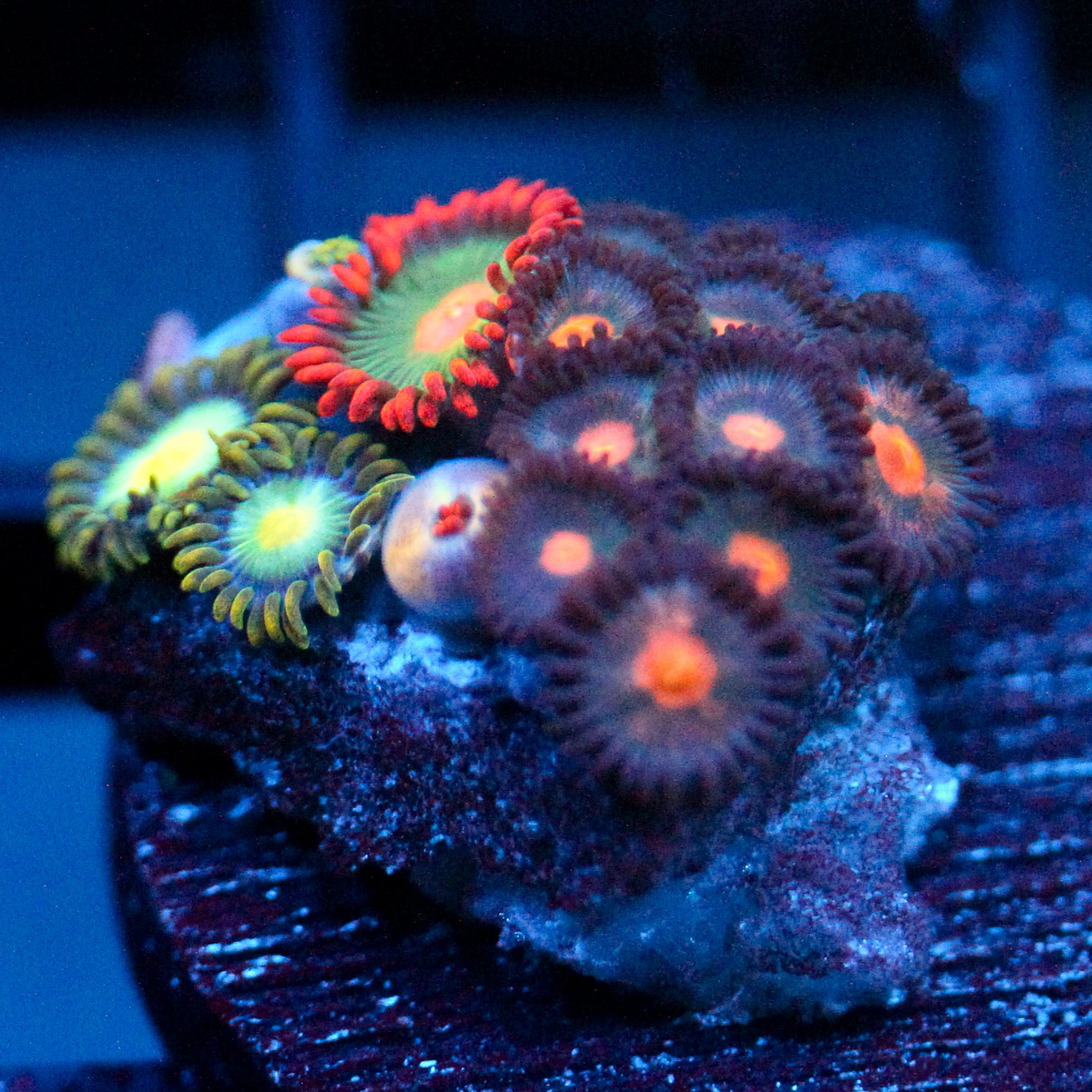 JC Zoa Garden Seed