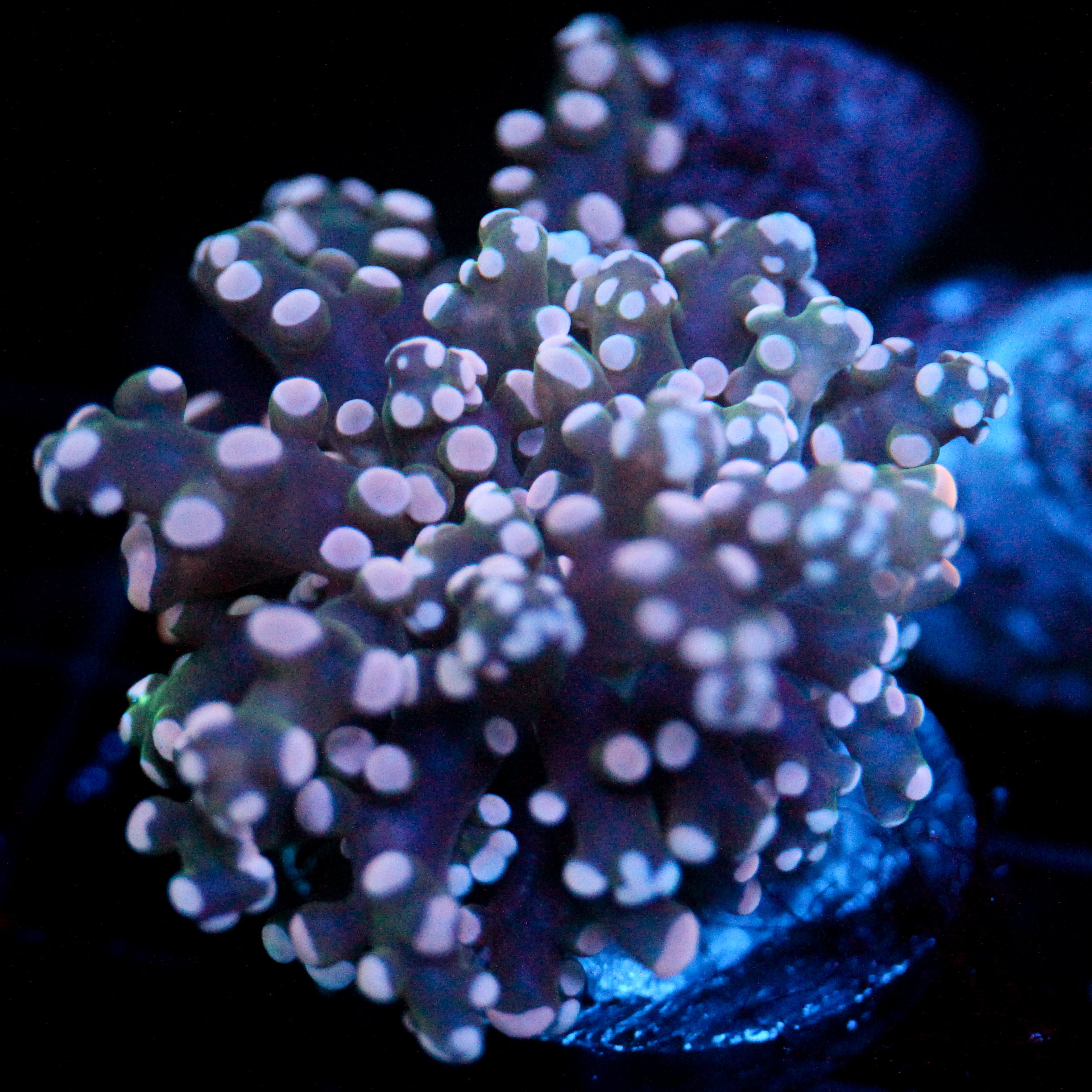 JC Pink Tip Octo