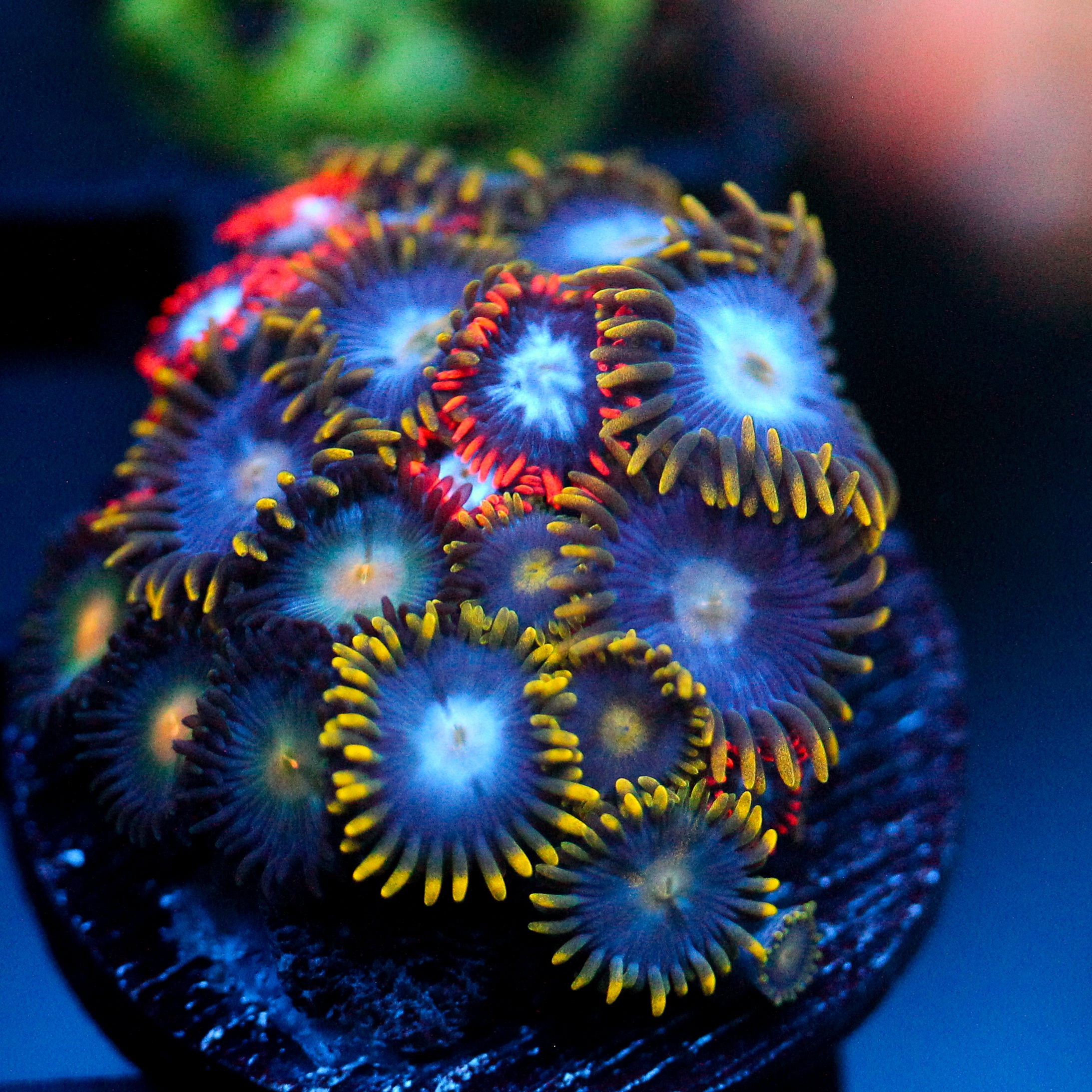 JC Zoa Garden Seed