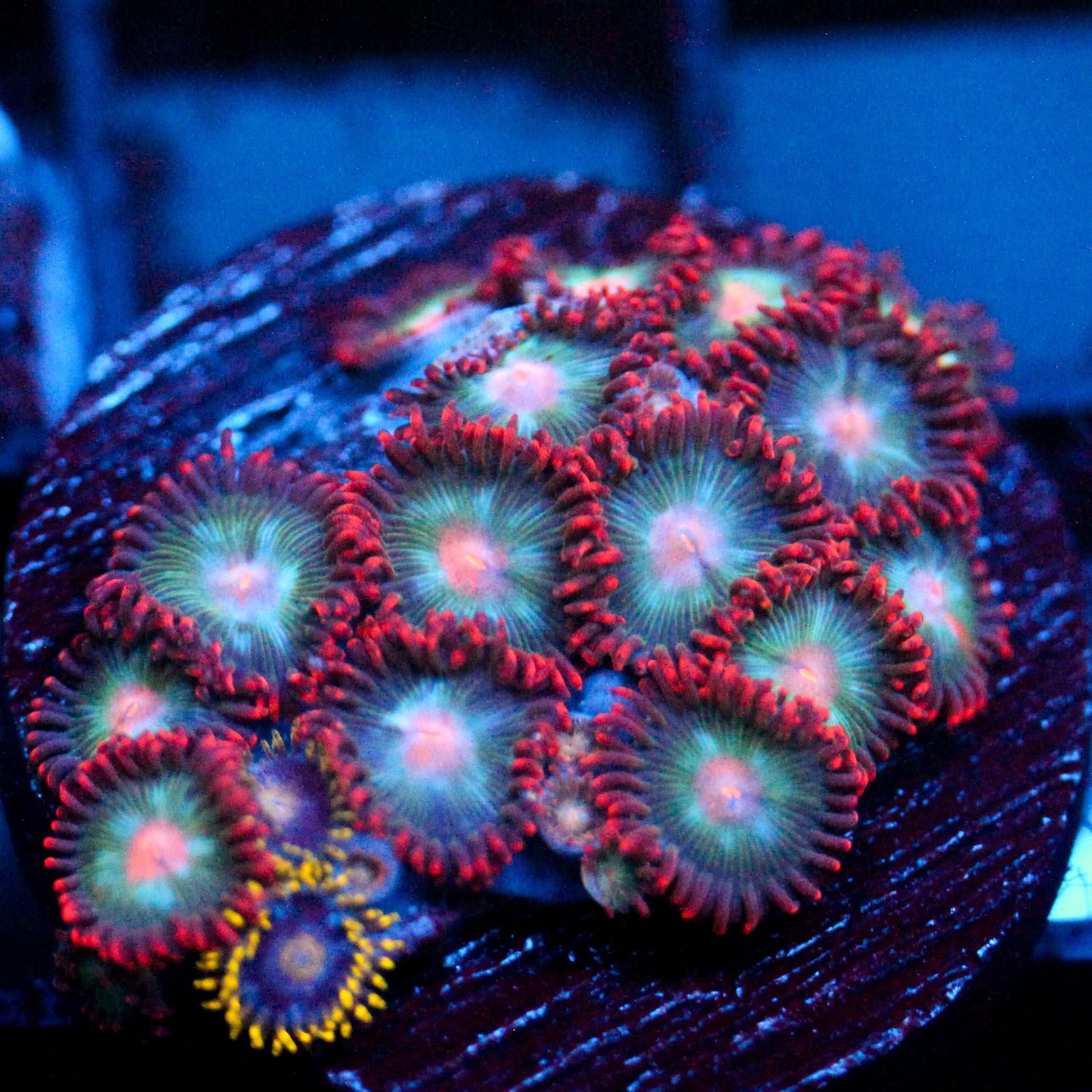 JC Nova Zoanthid