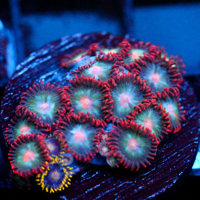 JC Nova Zoanthid