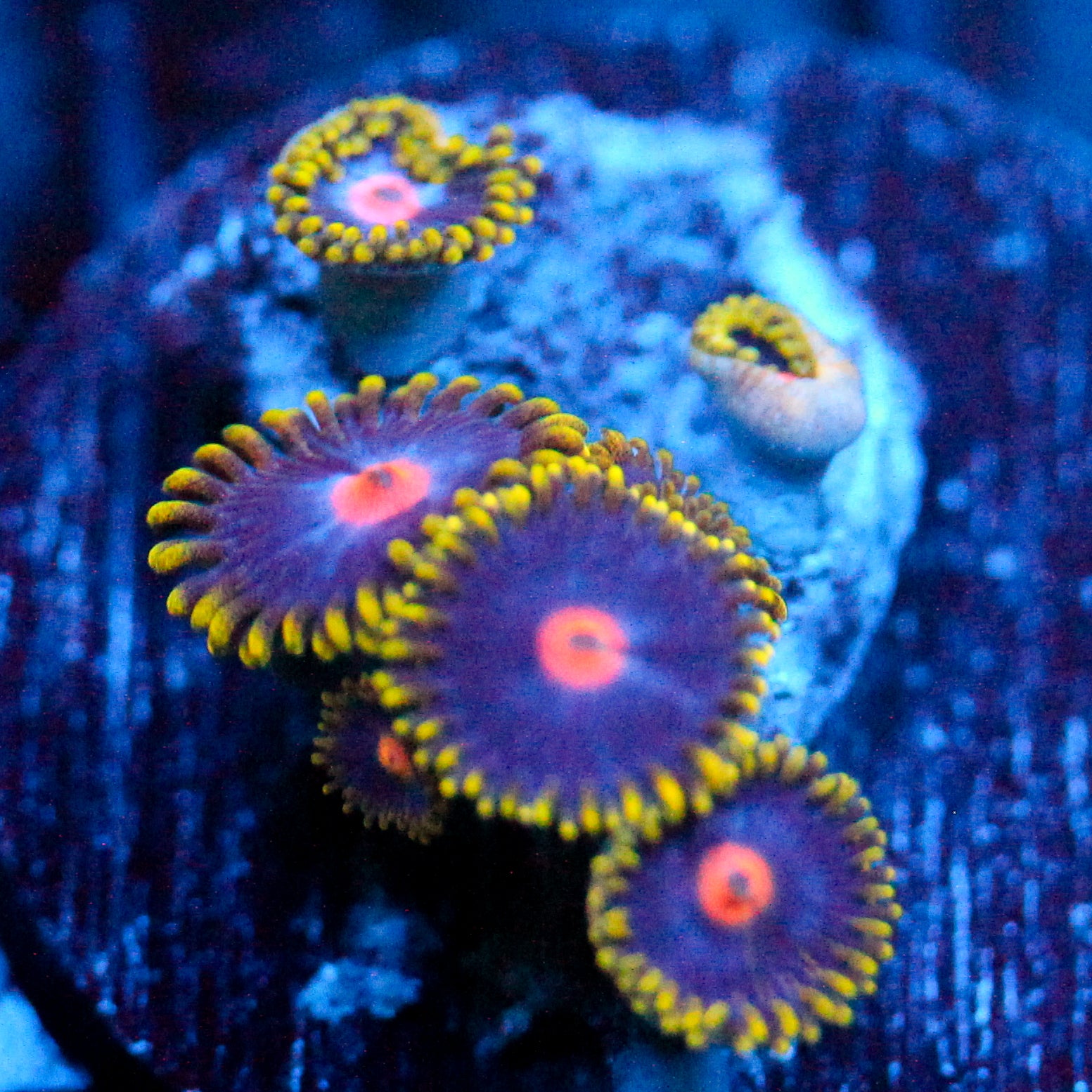 JC Gold Burn Zoanthid