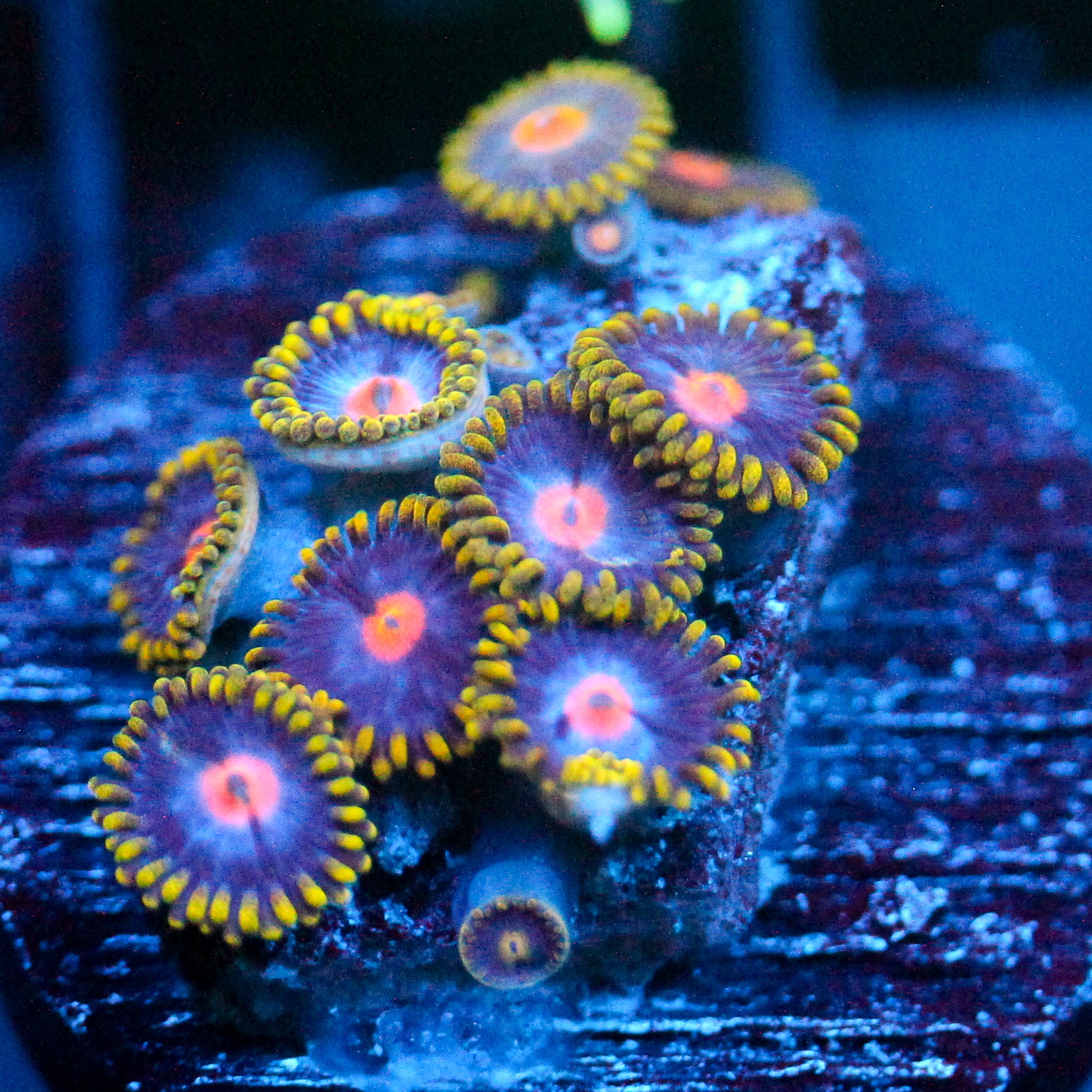 JC Gold Burn Zoanthid
