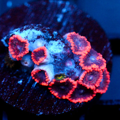 JC Typhloshion Zoanthid