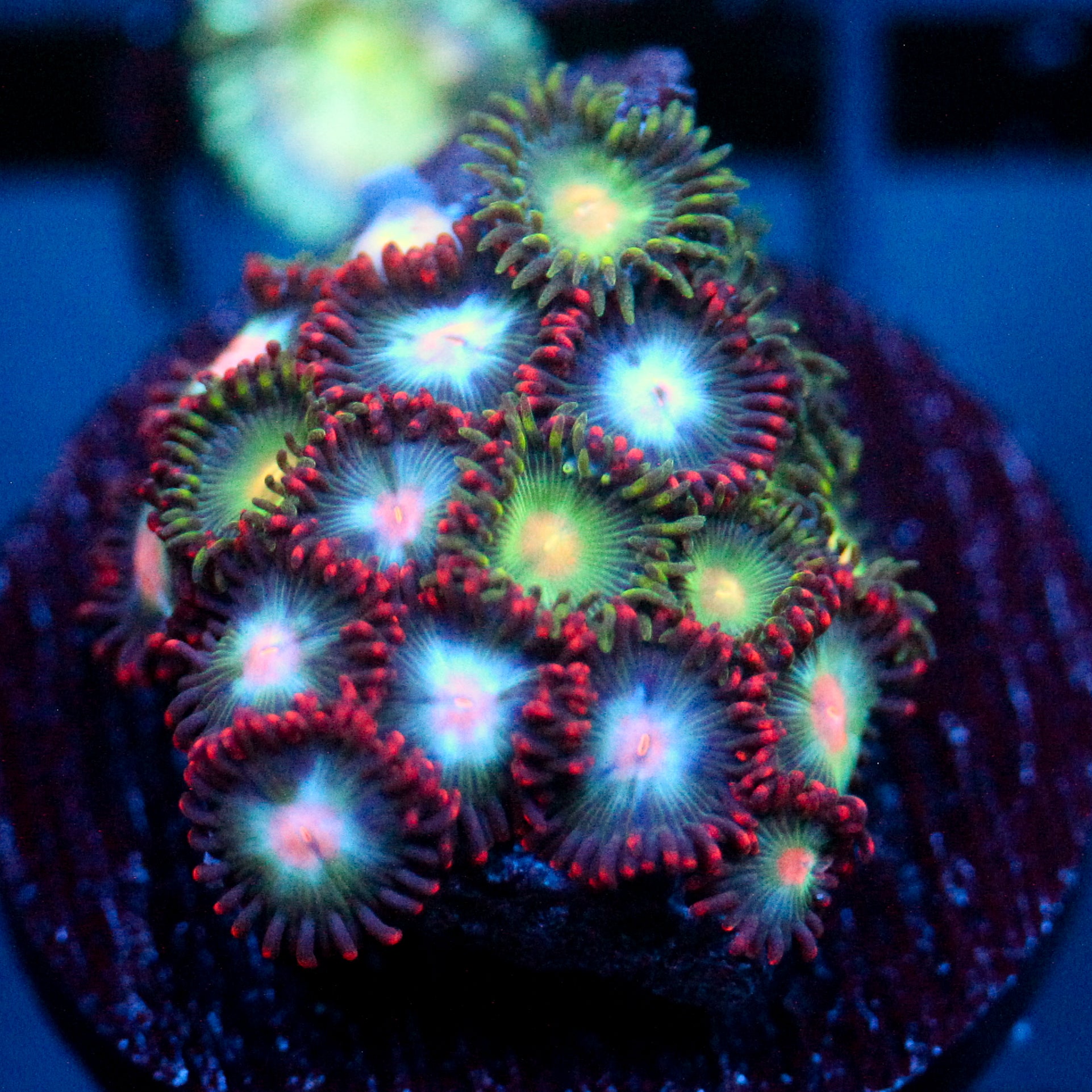 JC Nova Zoanthid Mix