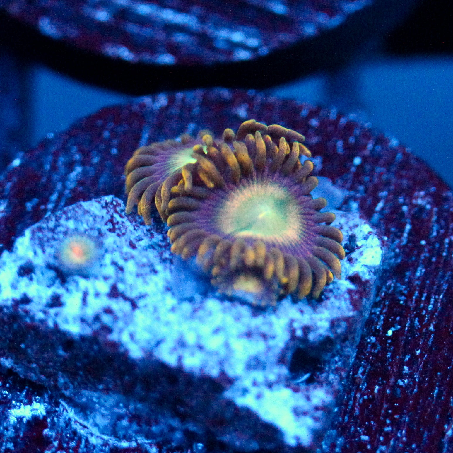 JC Tye Dye Reality Zoanthids