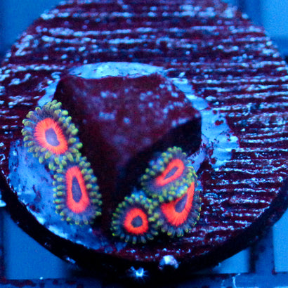 Jason Fox Fairytale Zoanthids