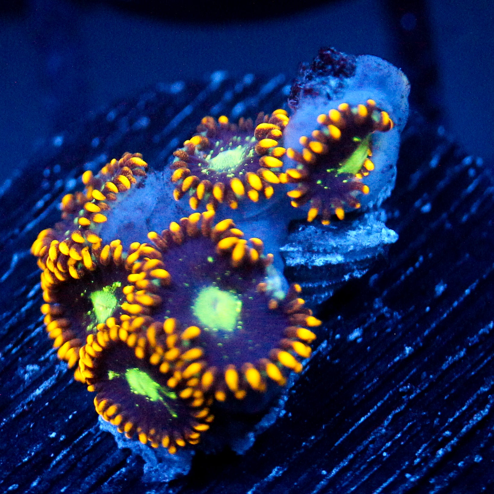JC Dominator Zoanthid