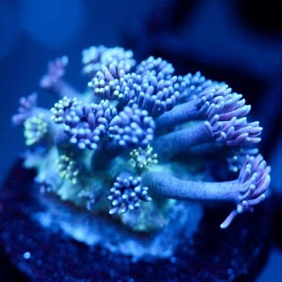 JC Chilled Tendrils Goni