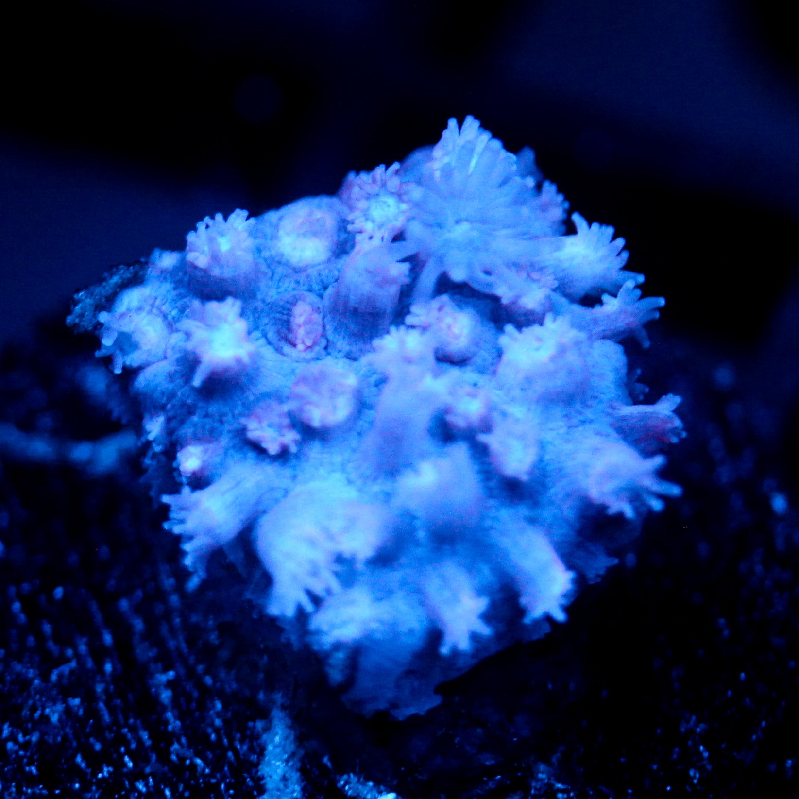 JC Purple Frit Goni
