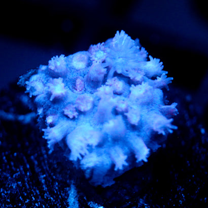JC Purple Frit Goni