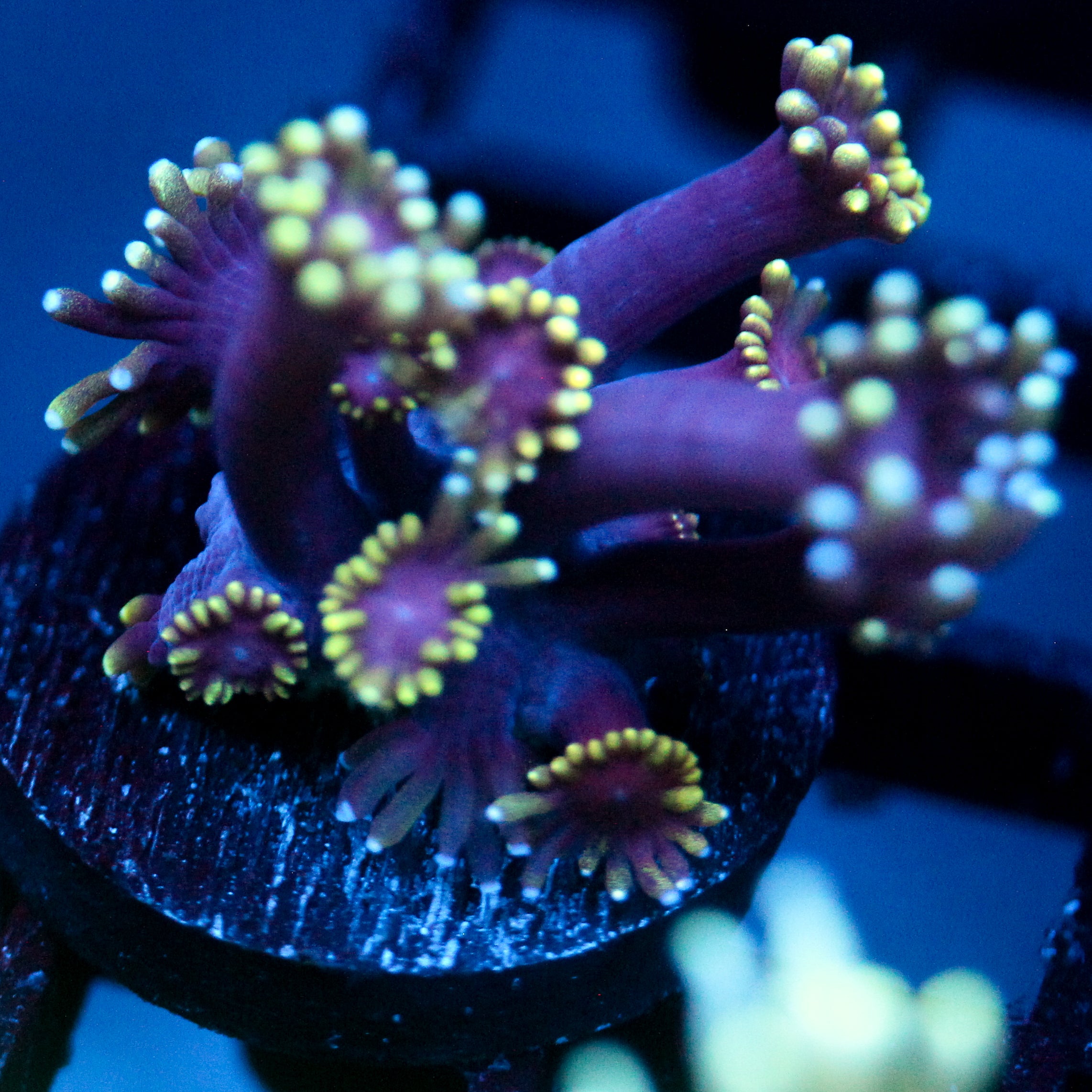 JC Tentacool Goni