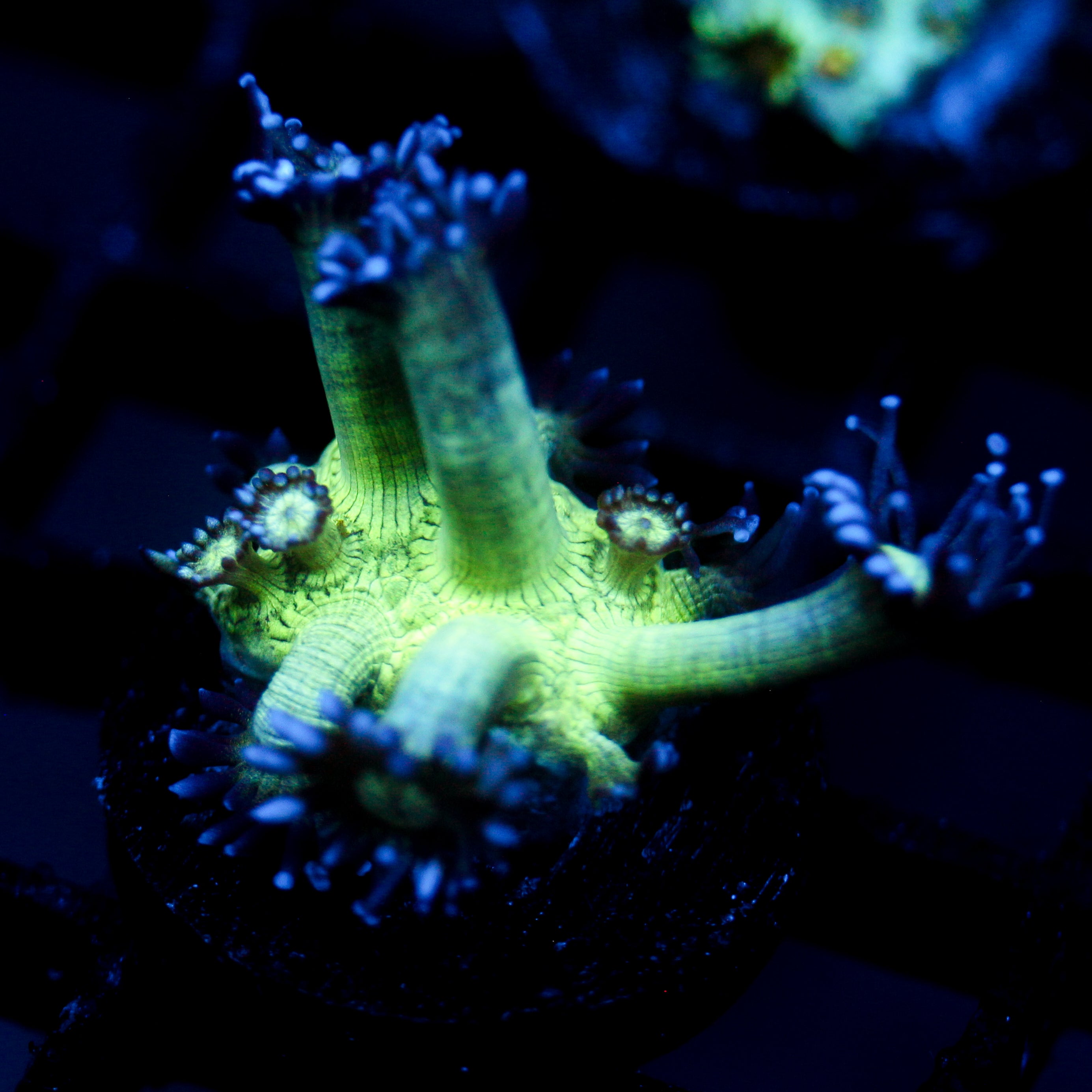 JC Peacock Goni