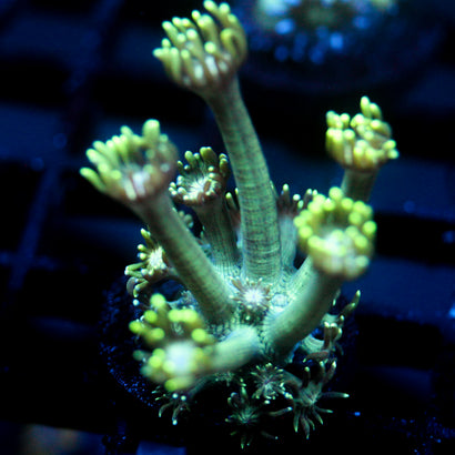 JC Neon Flare Goni