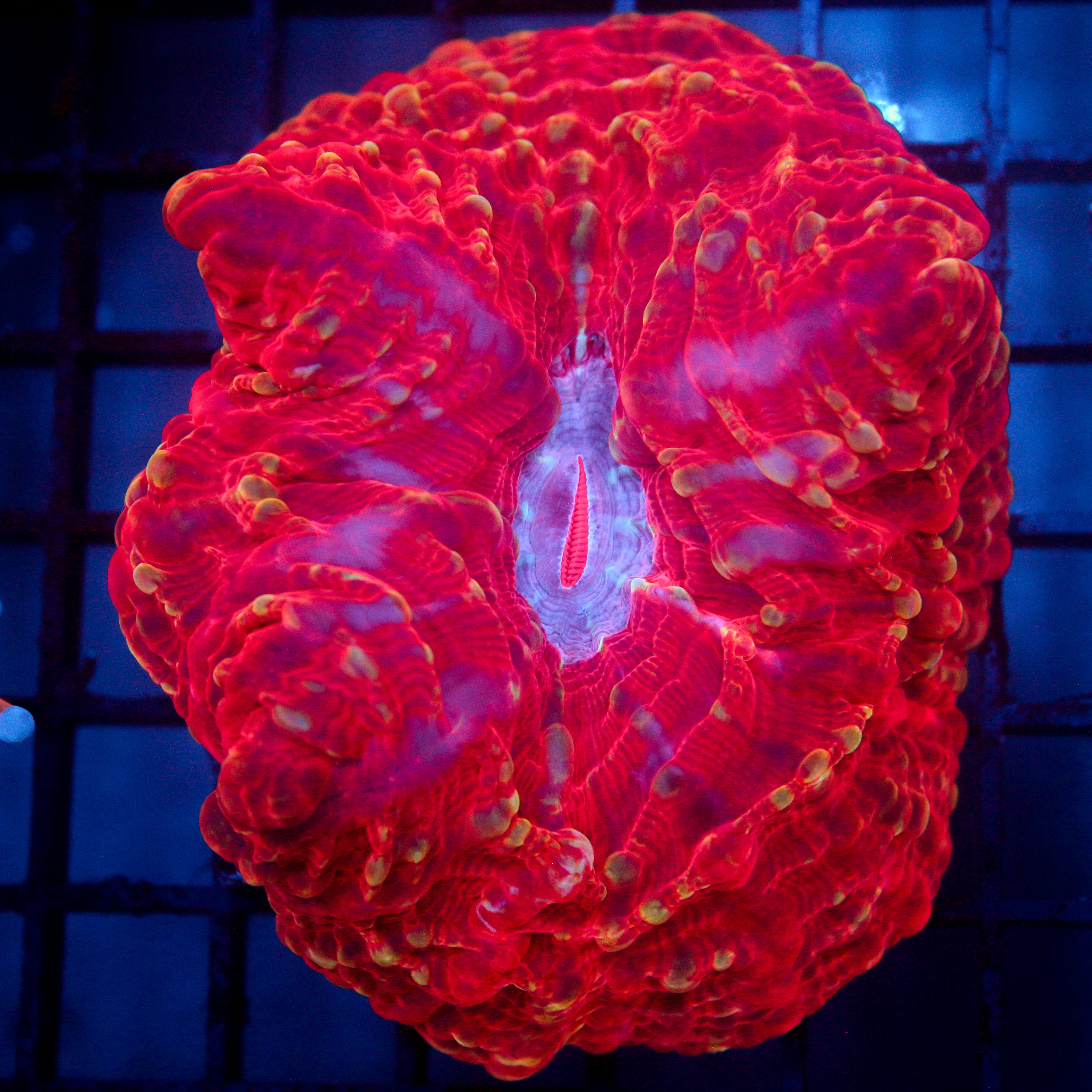 JC Volcanic Erruption Cynarina
