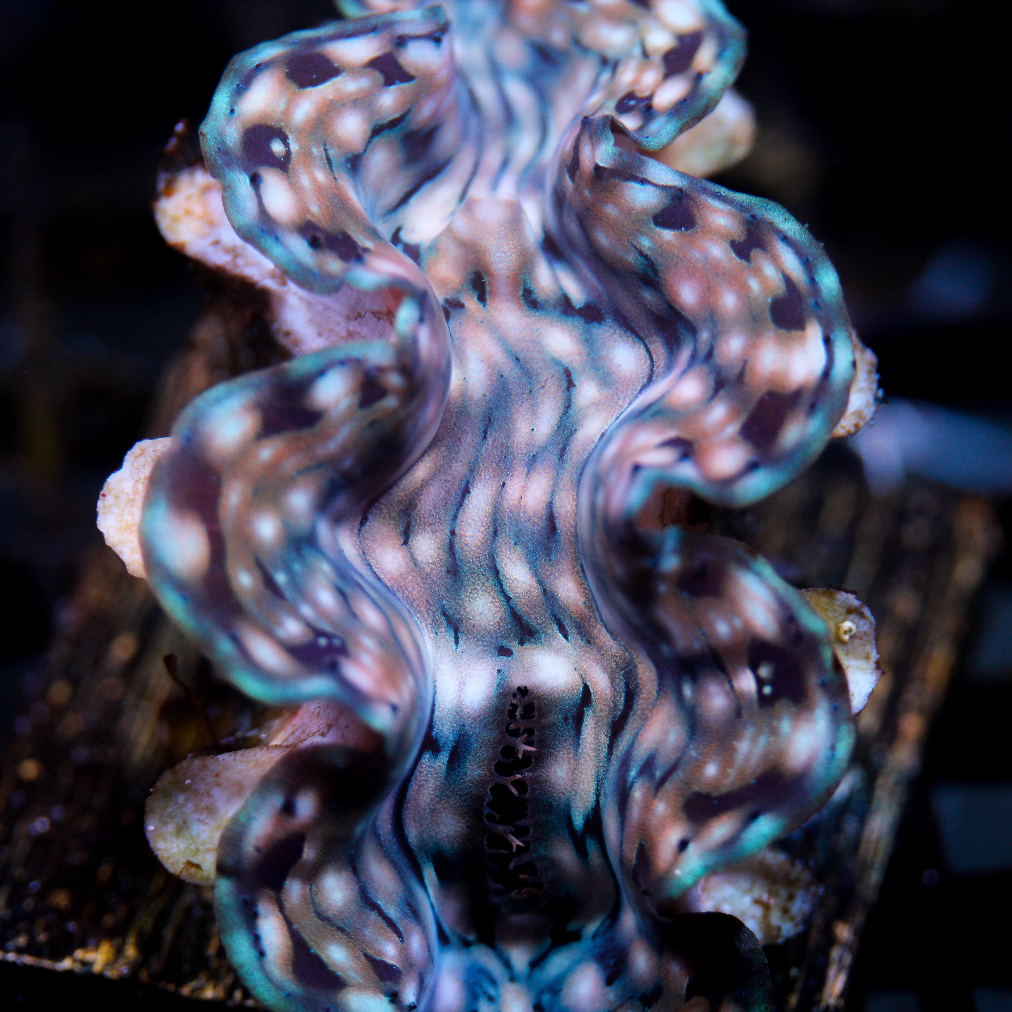JC Squamosa (Last one)