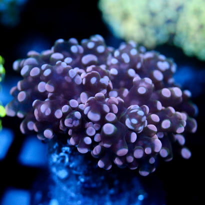 JC Pink Tip Octo
