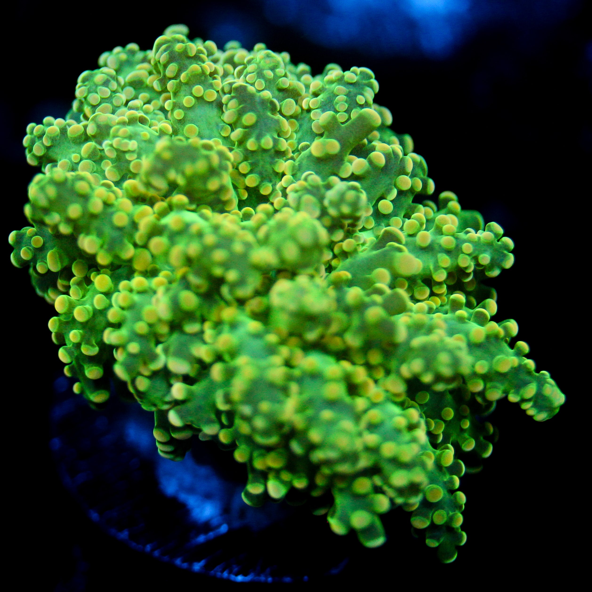 JC Lime Slime Octo