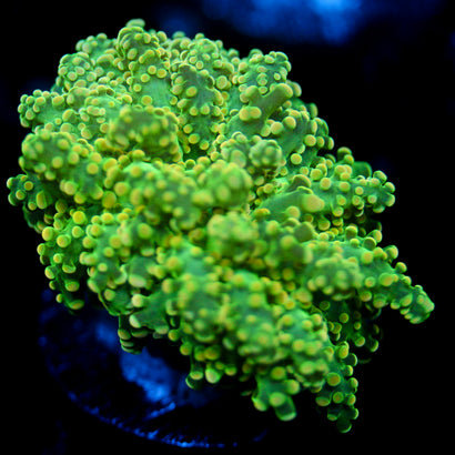 JC Lime Slime Octo