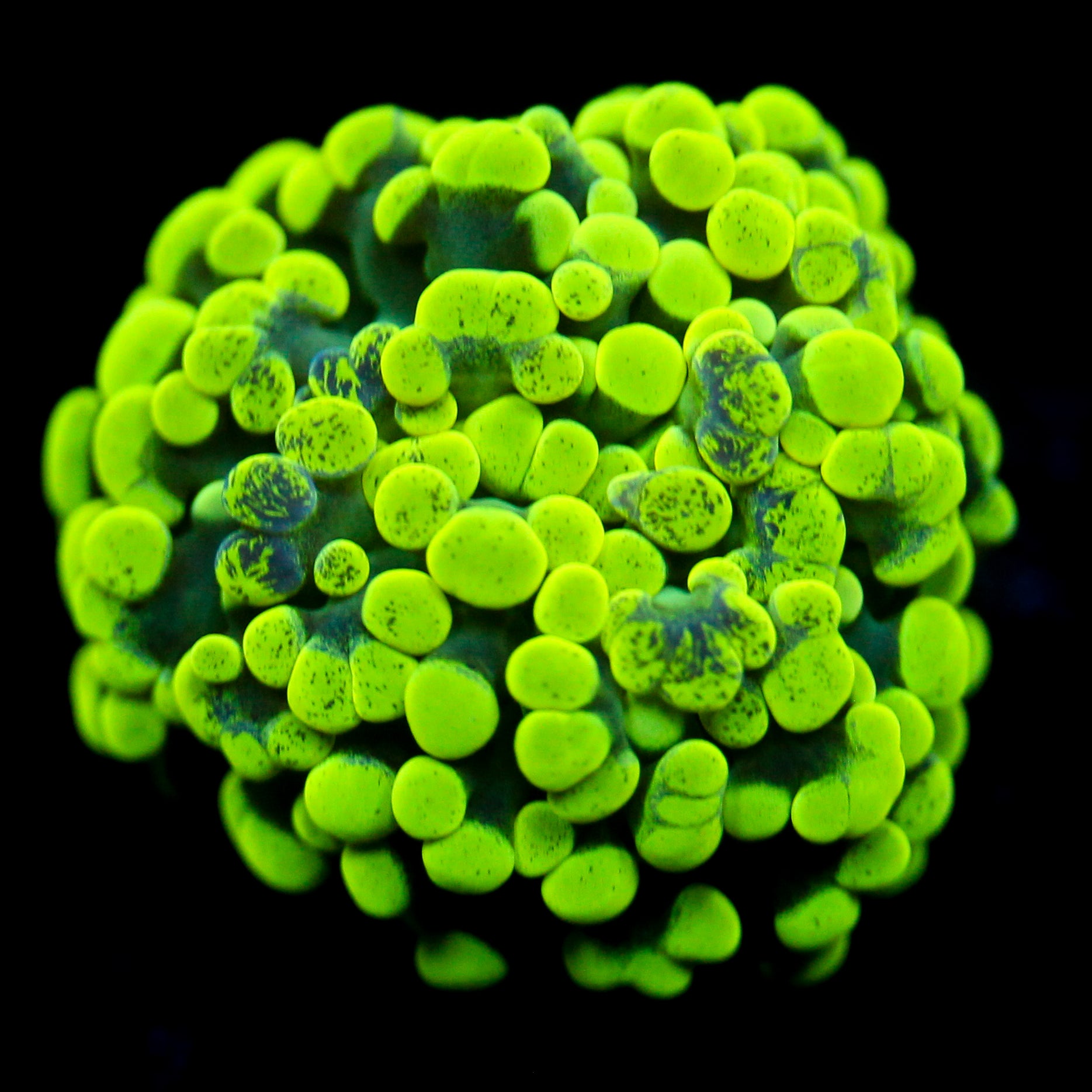 JC Neon Green Splatter Hammer
