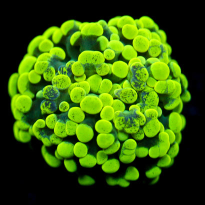 JC Neon Green Splatter Hammer