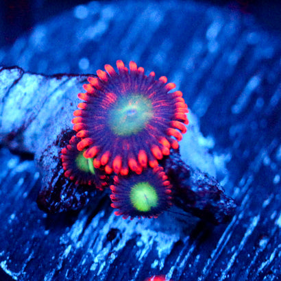 JC Nom Nom Zoanthid