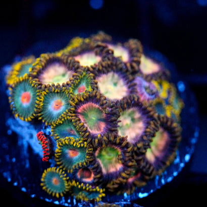 JC Tye Dye Reality Zoanthids Mix