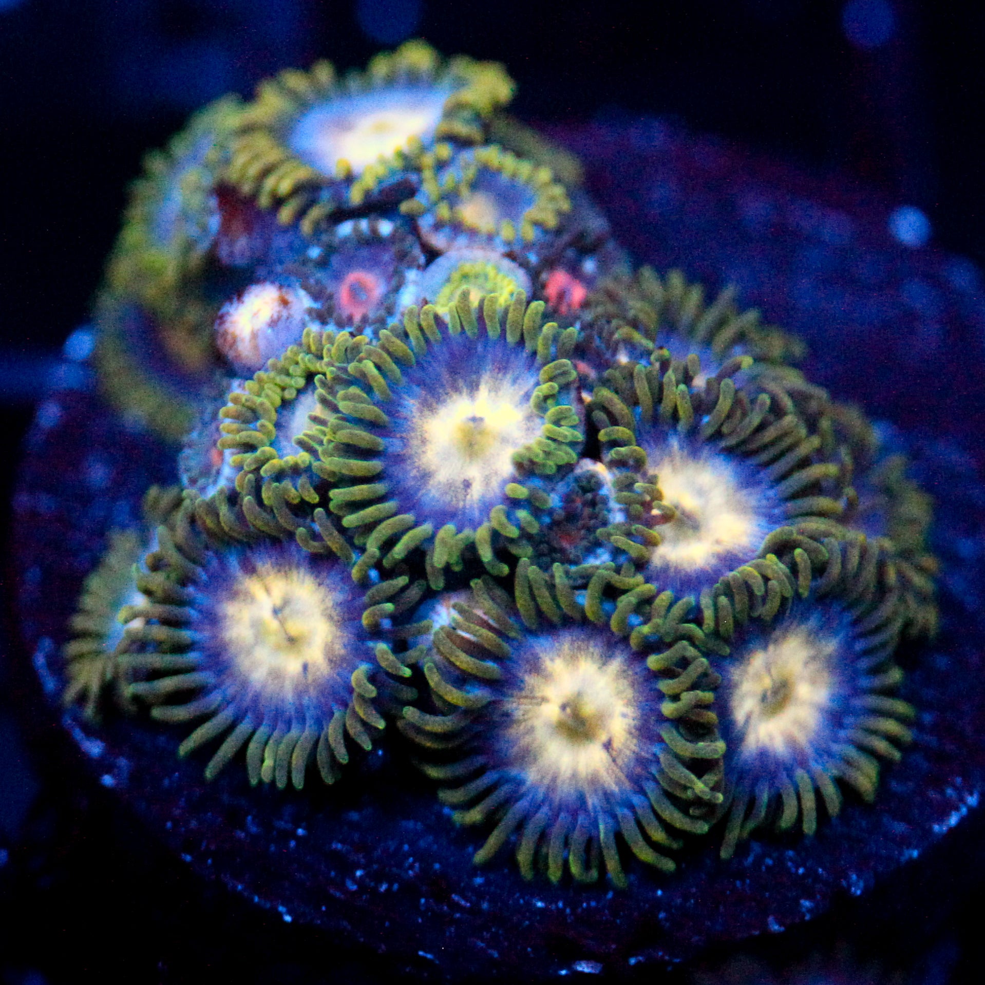 JC Garden Burst Zoanthid Mix