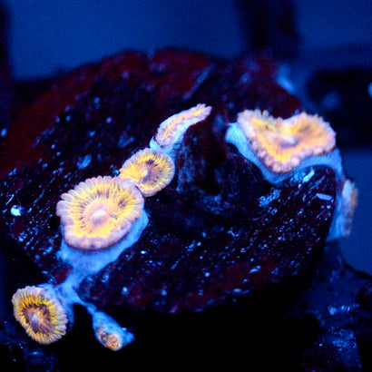 JC Pink Seam Zoanthid