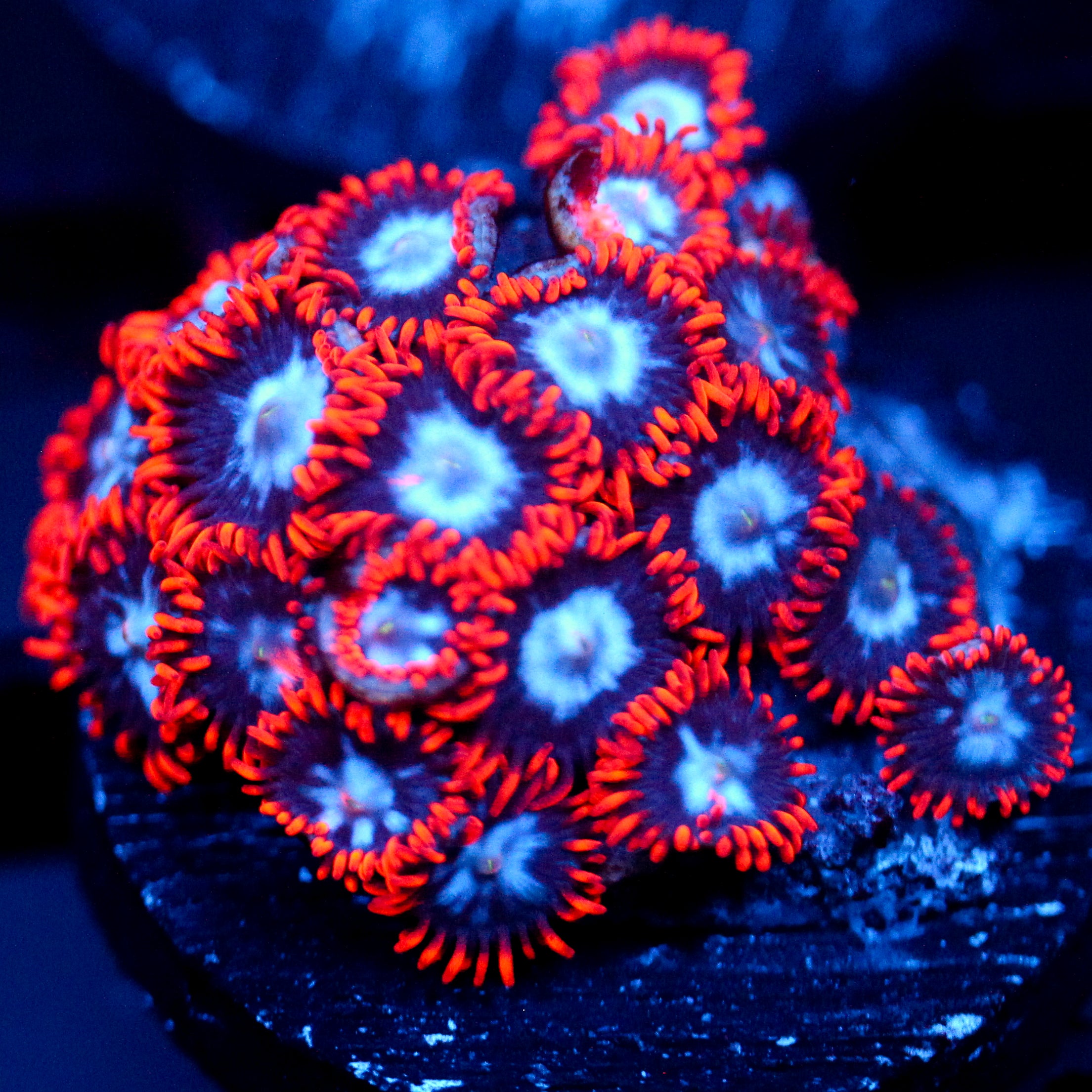 JC Edge of Reality Zoanthid