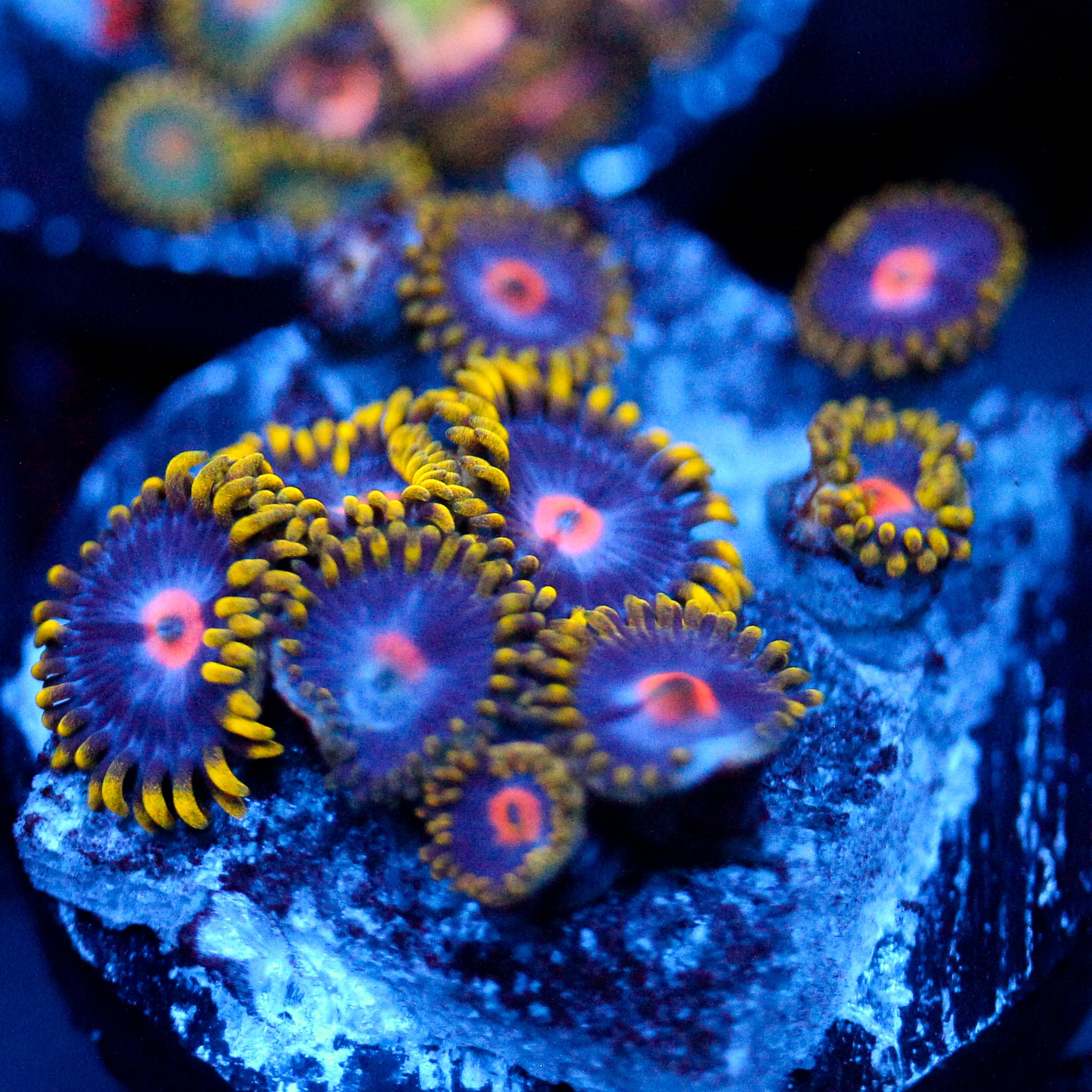 JC Gold Burn Zoanthid