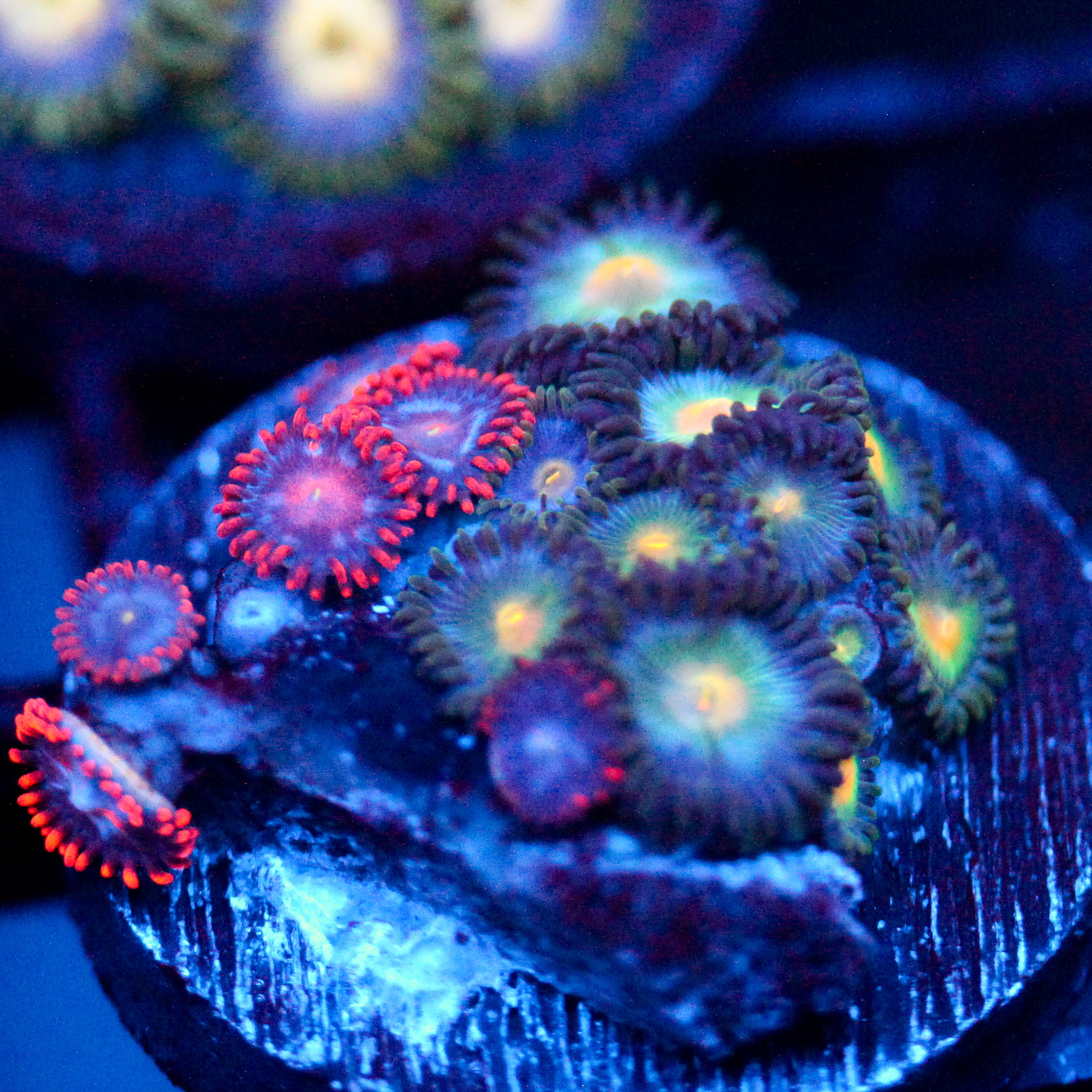 JC Birthstone Zoanthid