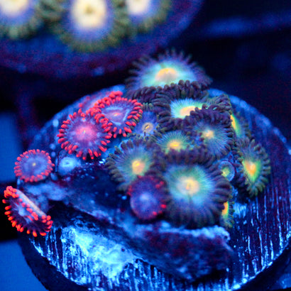 JC Birthstone Zoanthid
