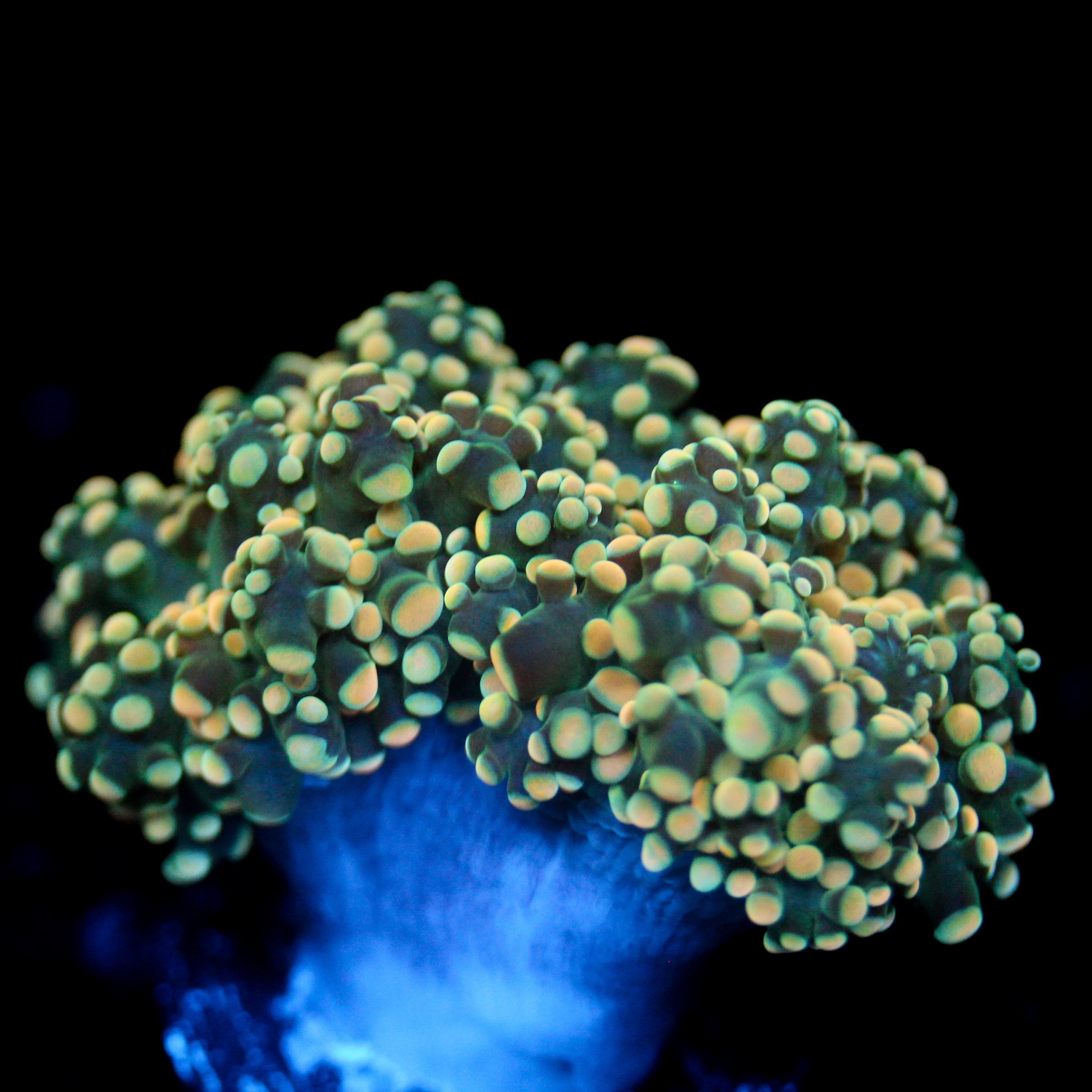 JC Creamcicle Octo