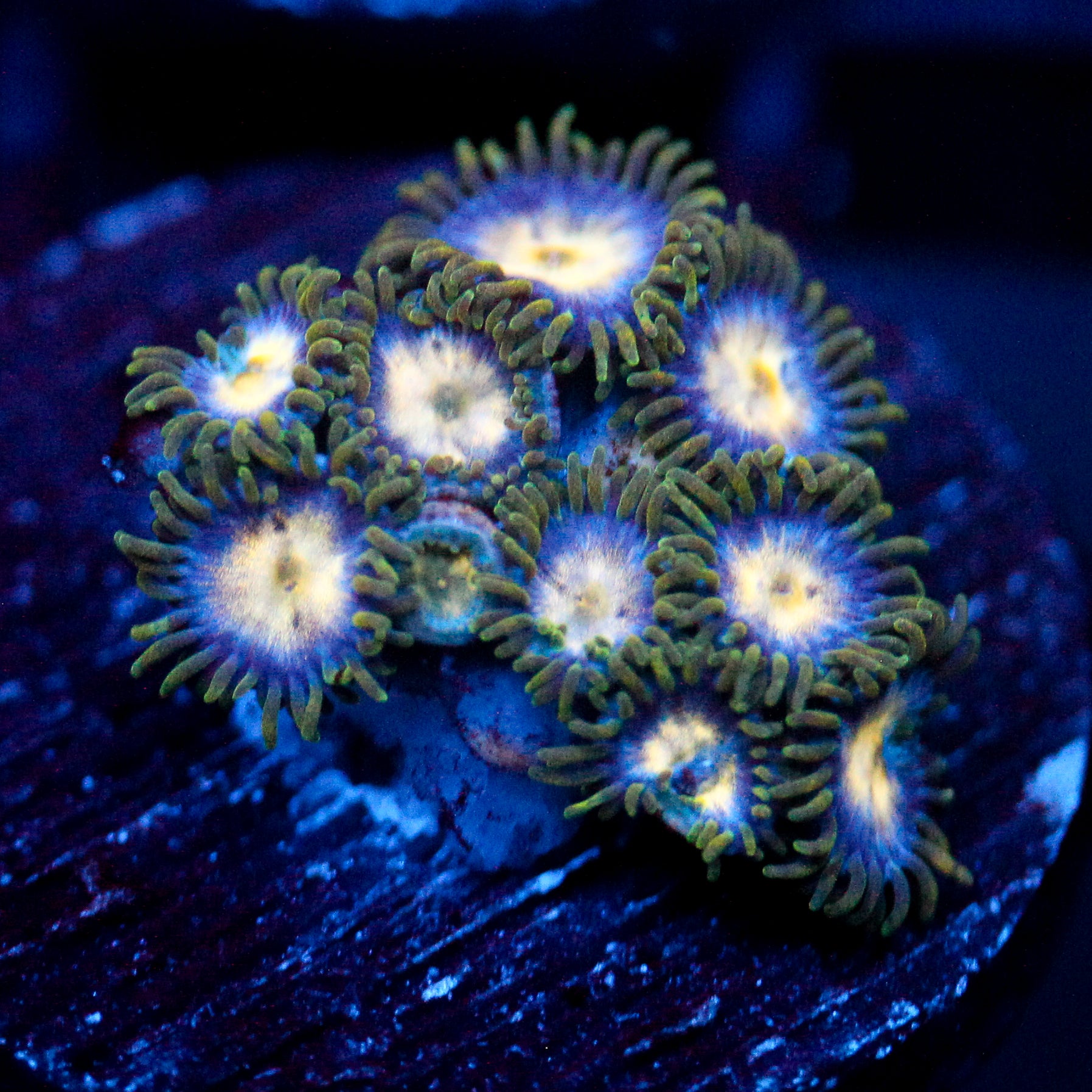 JC Garden Burst Zoanthid
