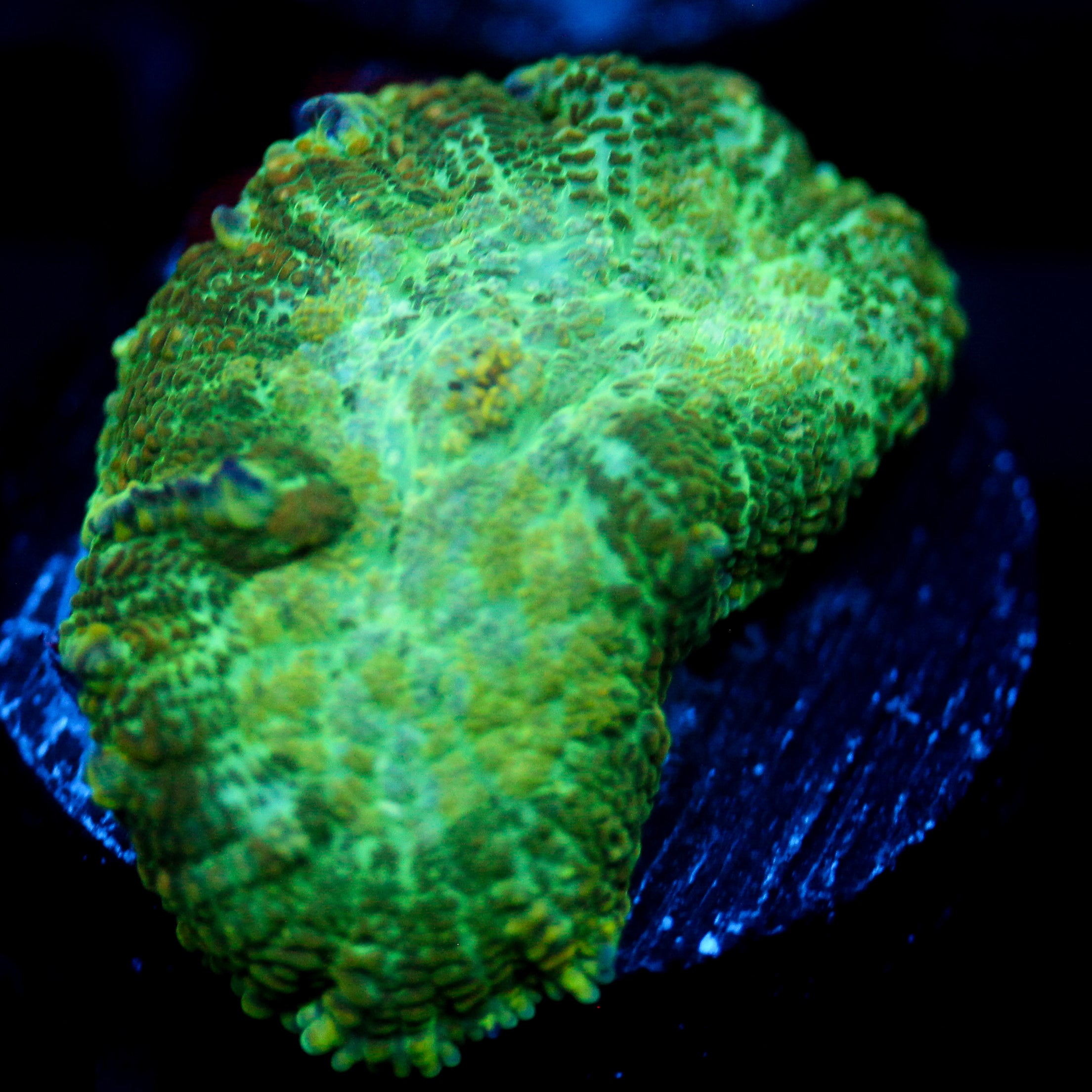 JC Lush Biome Rhodactis