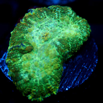 JC Lush Biome Rhodactis