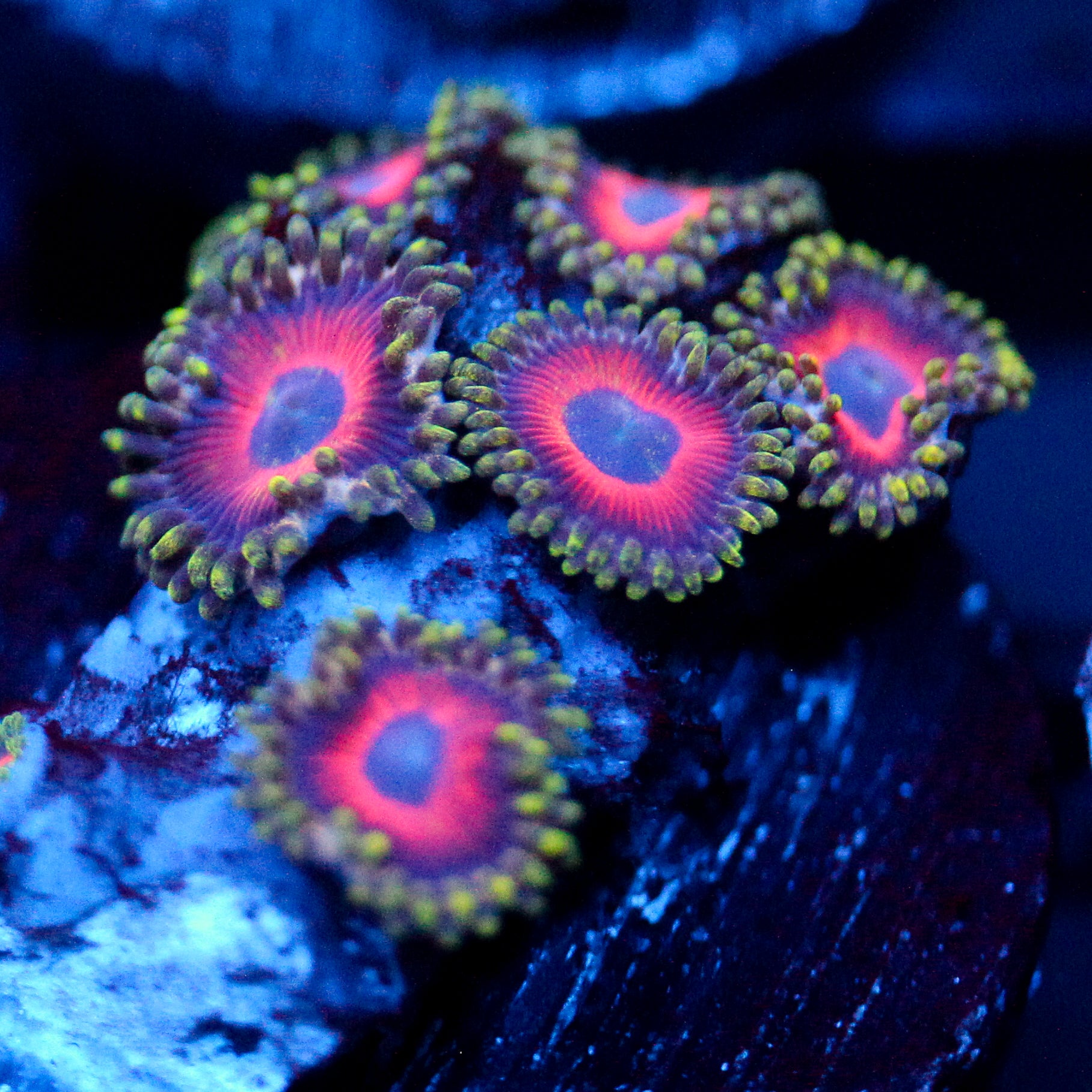 JC Empire Zoanthid