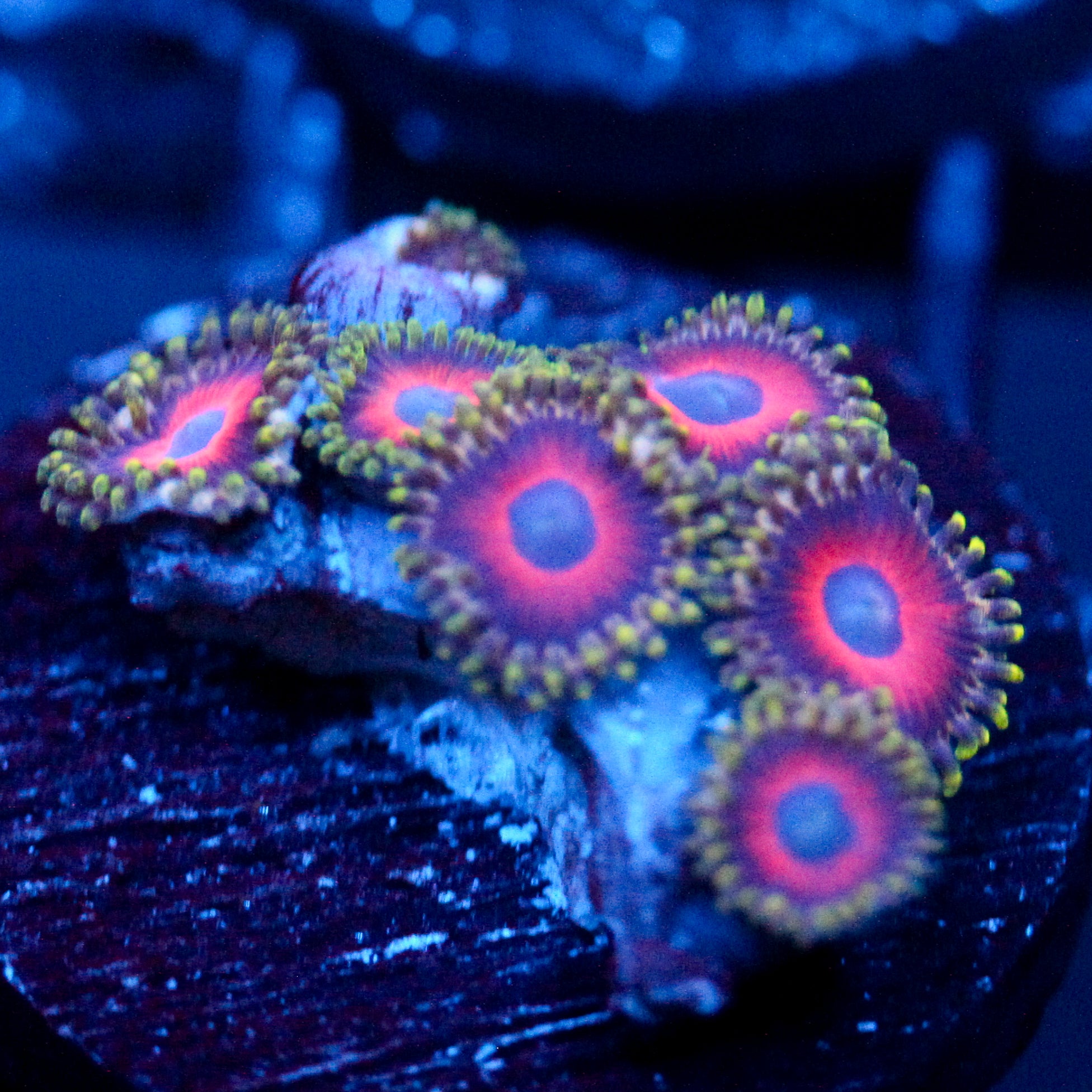 JC Empire Zoanthid