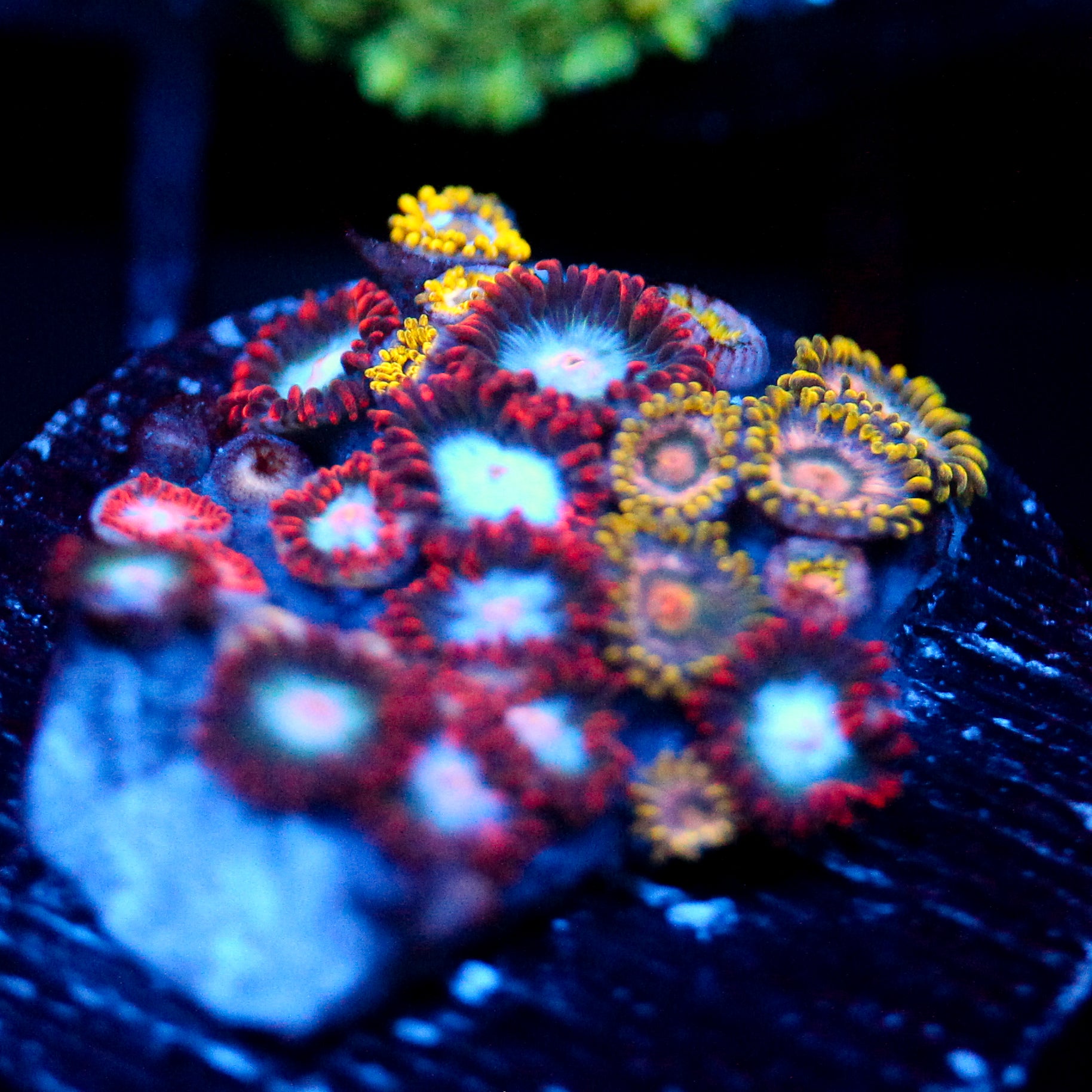 JC Edge of Reality Zoanthid Mix