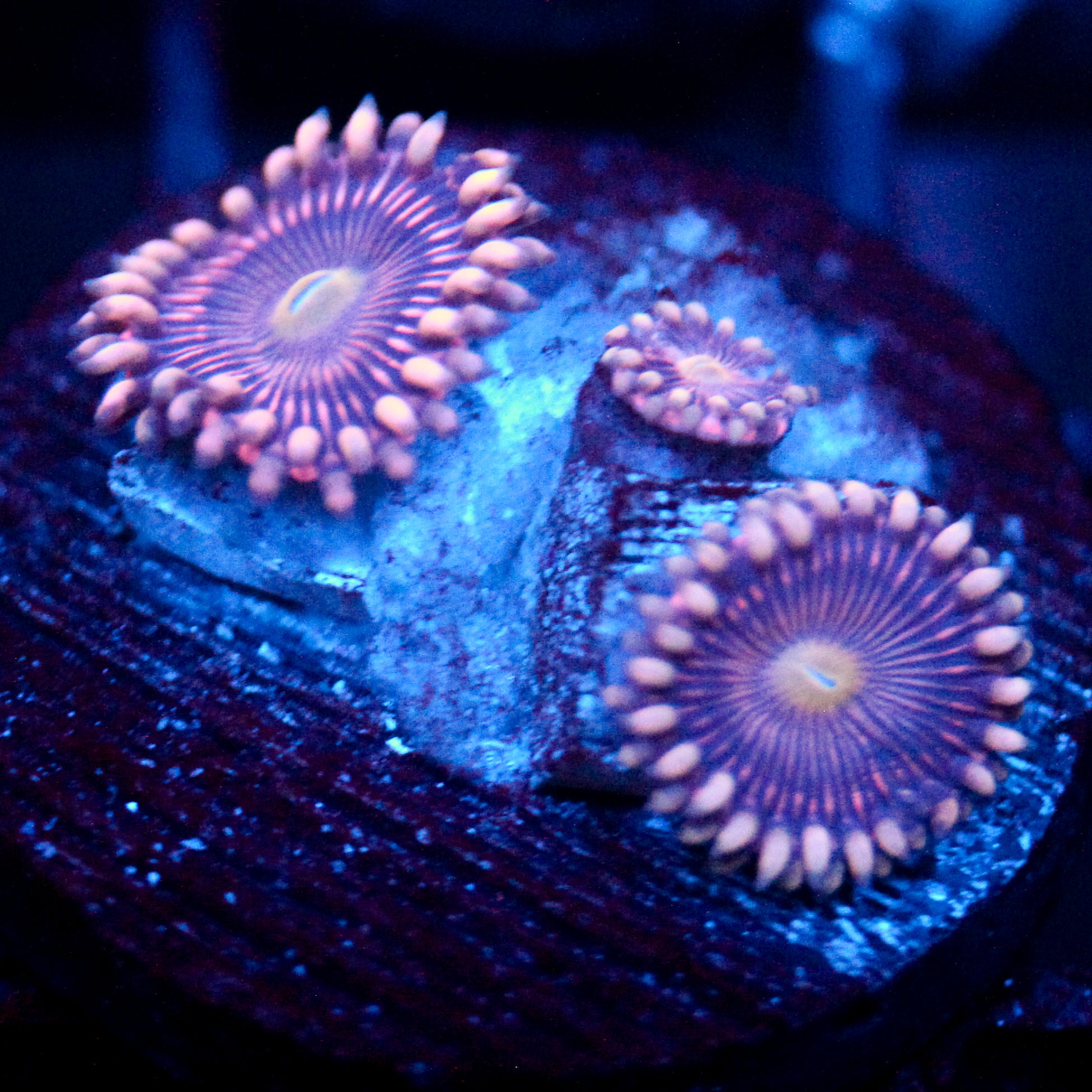 JC Purple Star Zoanthid
