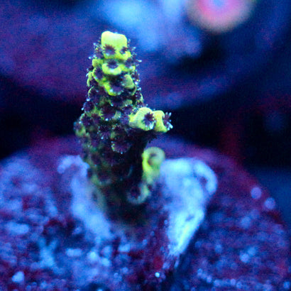 JC Green Seedling